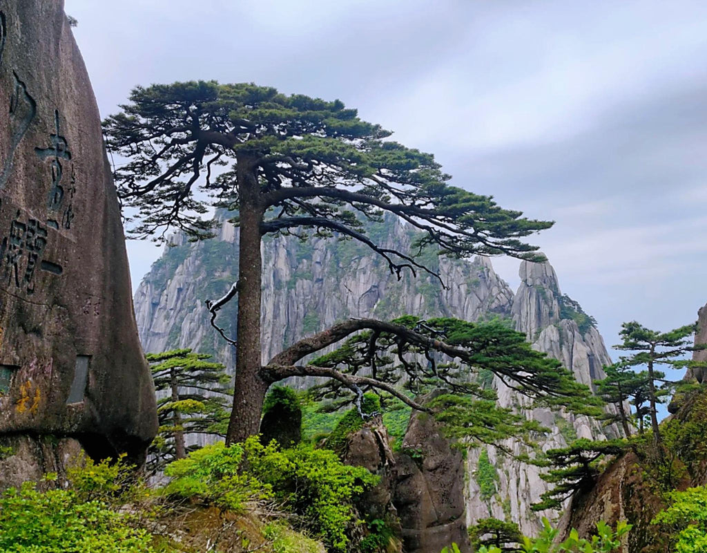 Huangshan Classic Day Tour - Private Tour